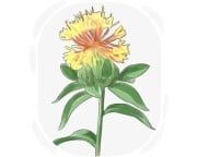 safflower
