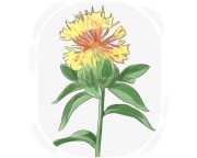 safflower