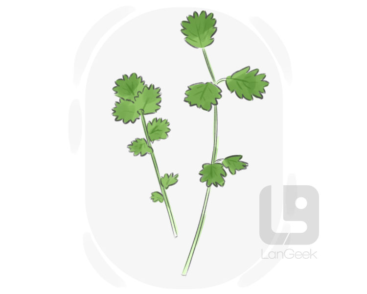 salad burnet definition and meaning