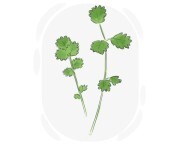 salad burnet