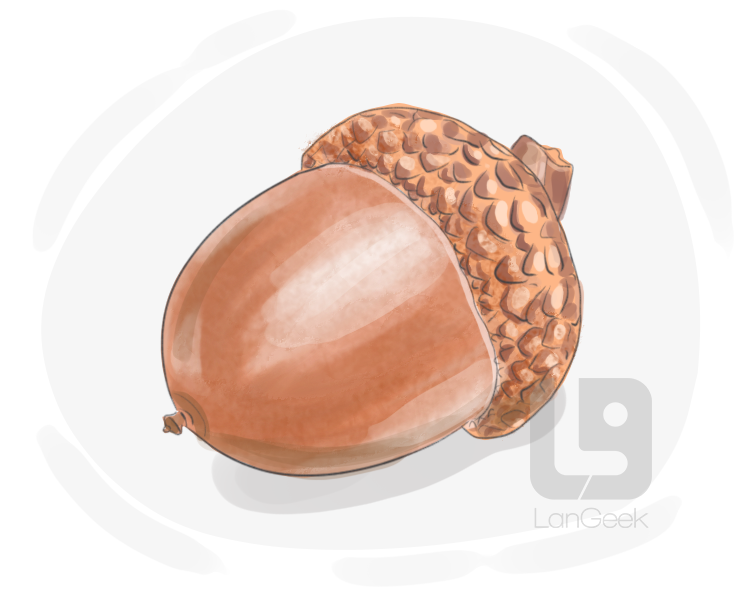 Definition & Meaning of Acorn