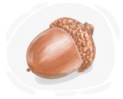 acorn