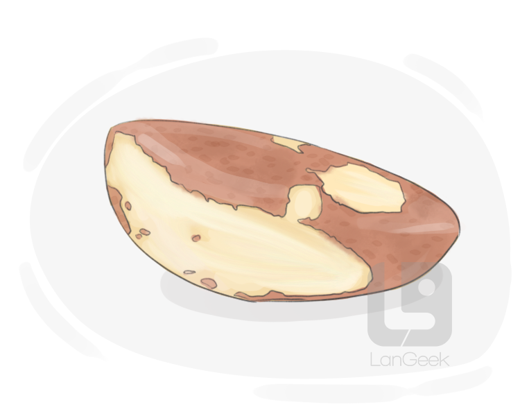 Brazil nut definition and meaning