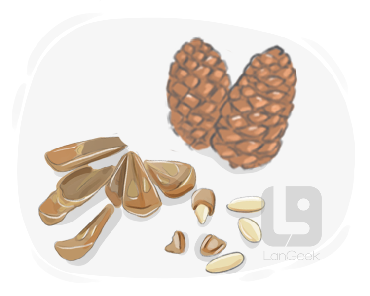 pine nut definition and meaning