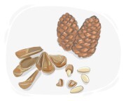pine nut