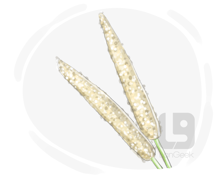 cattail millet definition and meaning