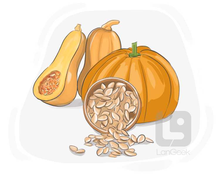 pumpkin seed definition and meaning