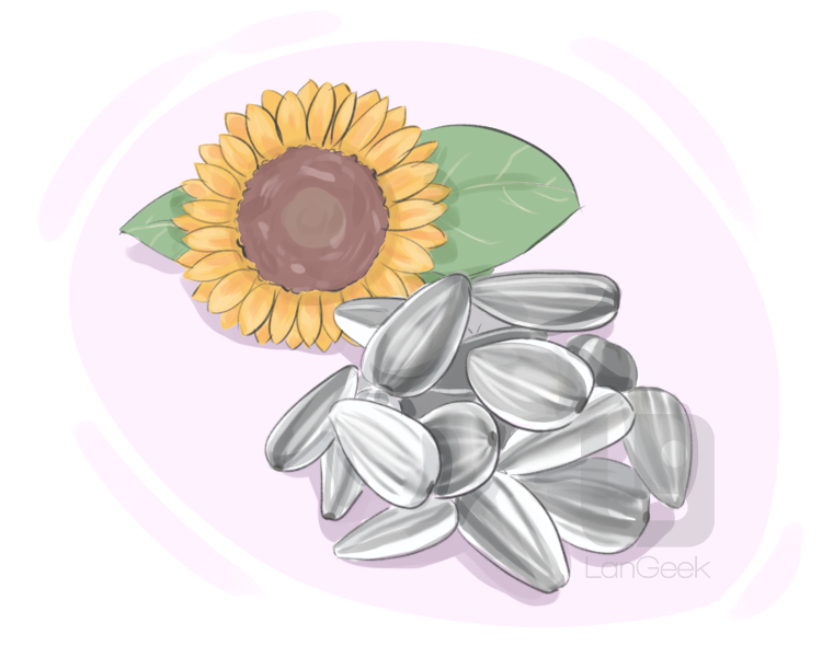 sunflower seed definition and meaning