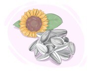 sunflower seed