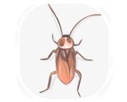 Australian cockroach