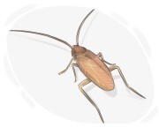 German cockroach