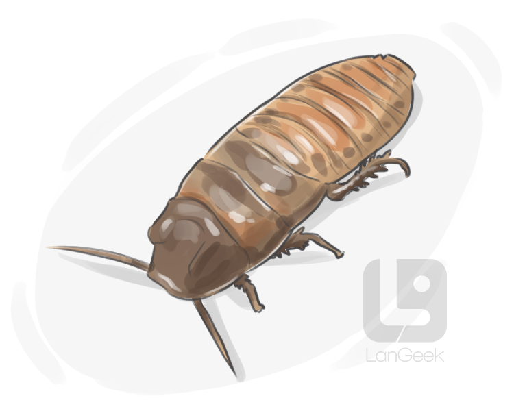 giant cockroach definition and meaning