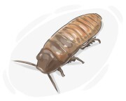 giant cockroach