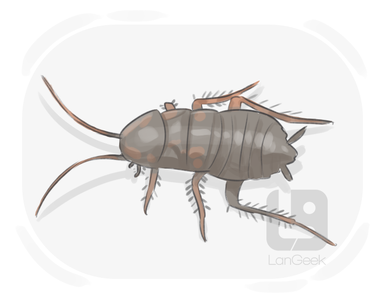 oriental cockroach definition and meaning