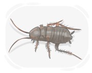 oriental cockroach