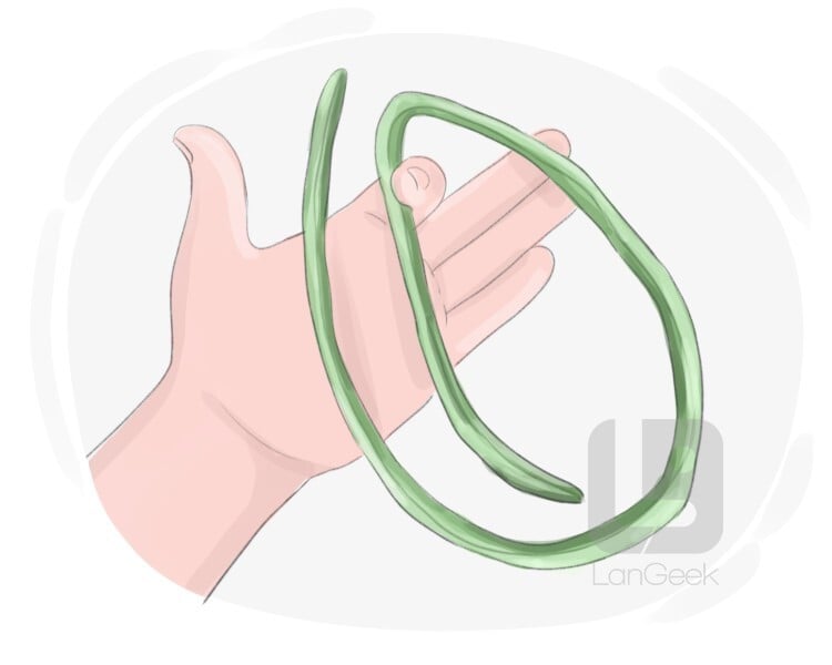 Definition & Meaning of "Asparagus bean" LanGeek