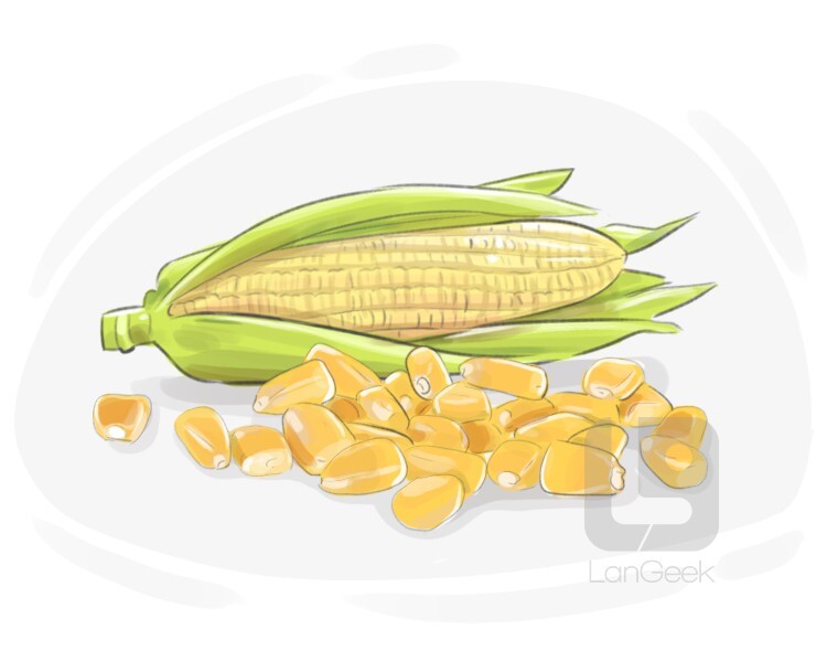 Definition & Meaning of "Corn" LanGeek