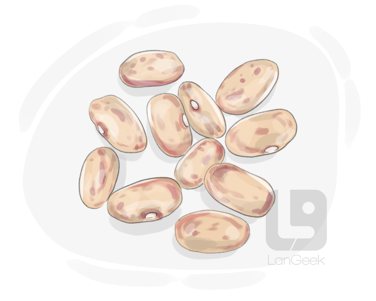 pinto bean definition and meaning
