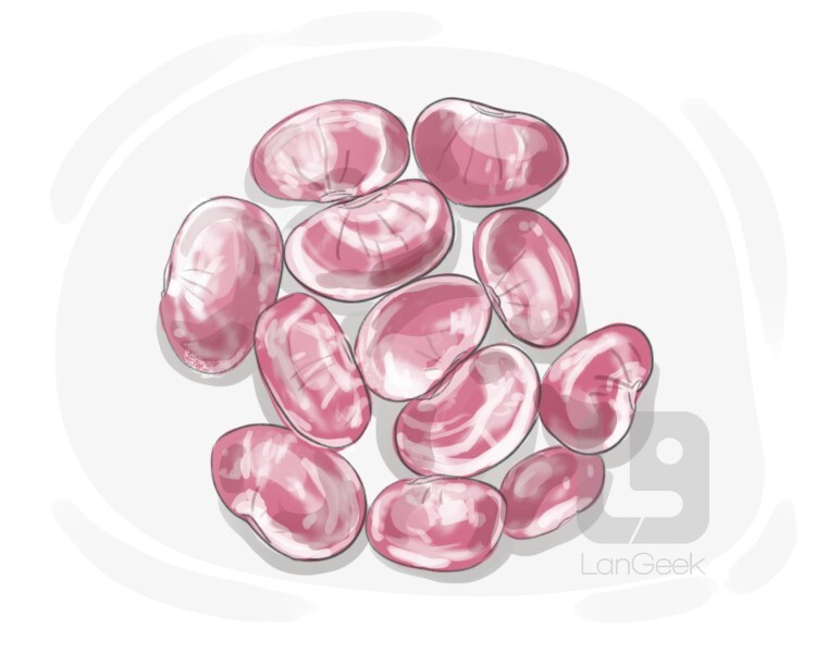 Definition & Meaning of "Lima bean" LanGeek