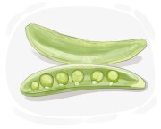 snap pea
