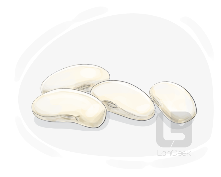 white bean definition and meaning