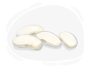 white bean