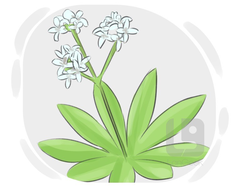 sweet woodruff definition and meaning