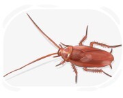American cockroach
