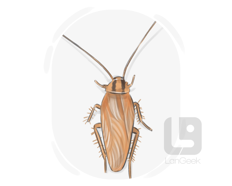 Asiatic cockroach definition and meaning