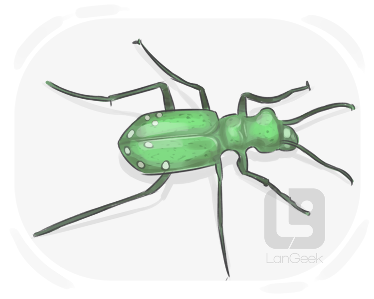 tiger beetle definition and meaning