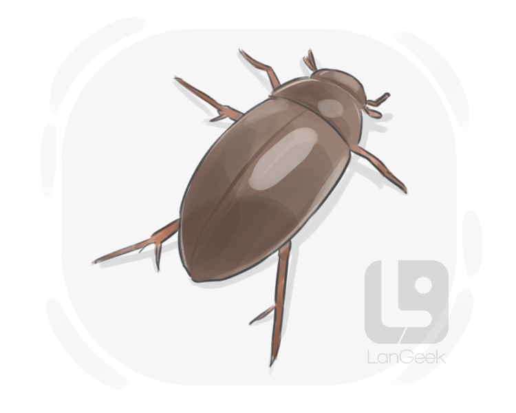 water beetle definition and meaning