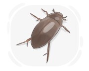 water beetle