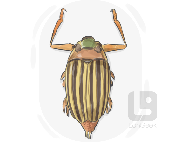 whirligig beetle definition and meaning