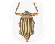 whirligig beetle