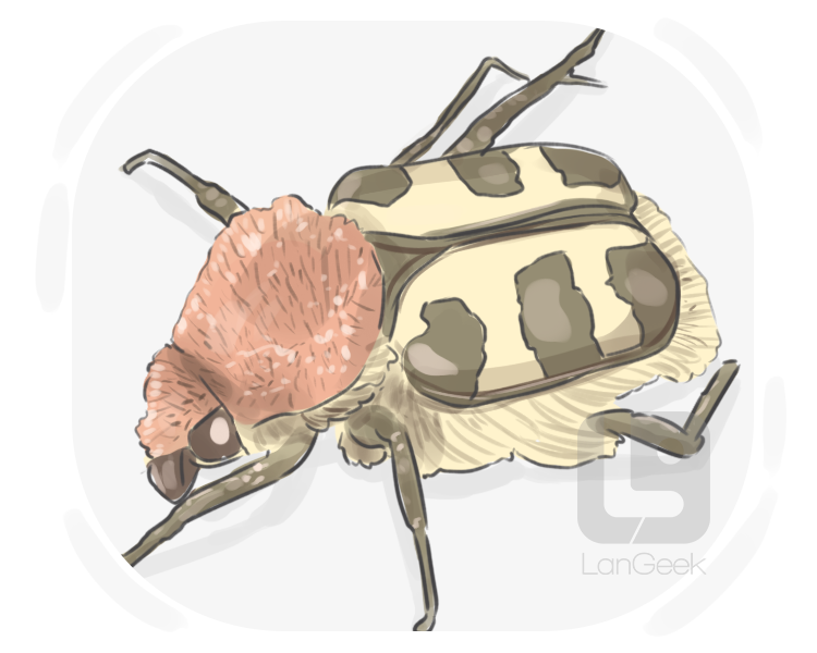 bee beetle definition and meaning