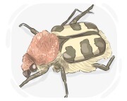 bee beetle