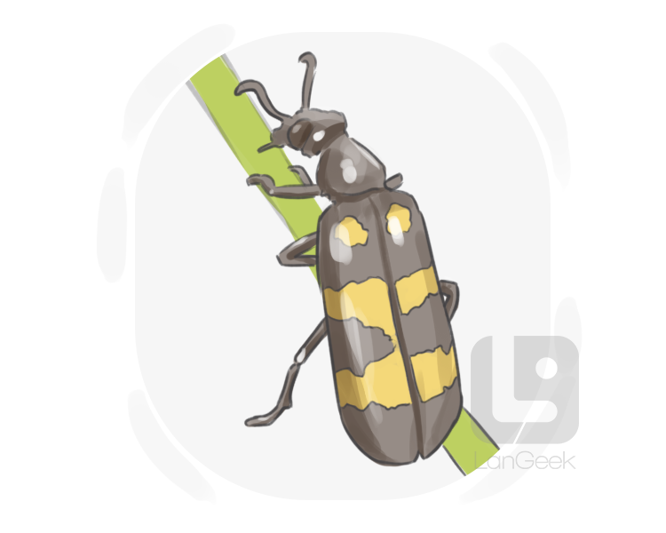blister beetle definition and meaning
