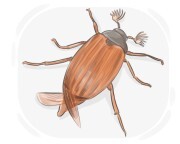 melolonthid beetle