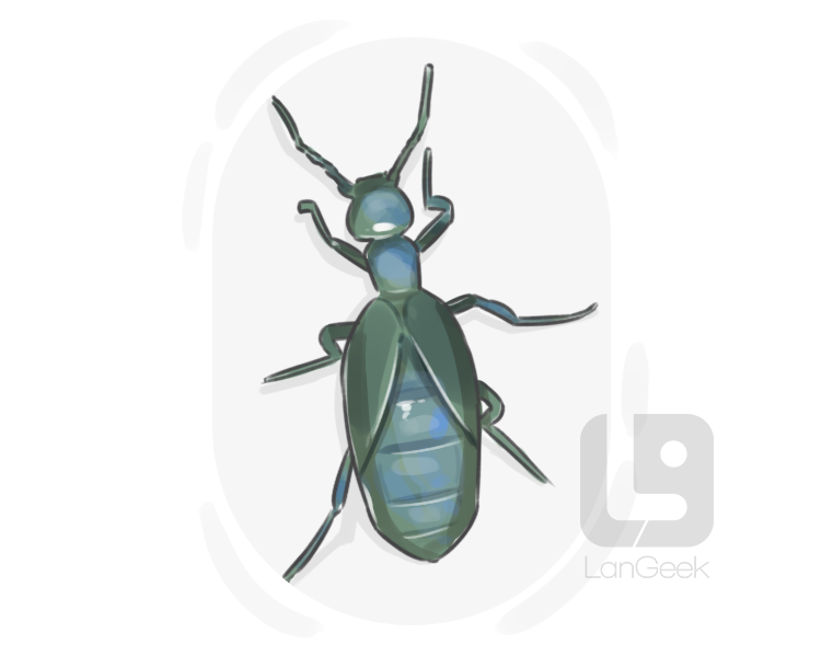 oil beetle definition and meaning