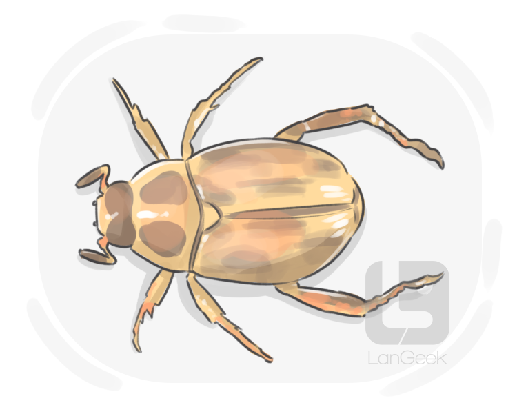 oriental beetle definition and meaning
