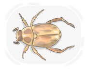 oriental beetle