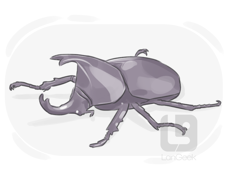 rhinoceros beetle definition and meaning