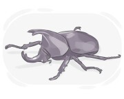 rhinoceros beetle
