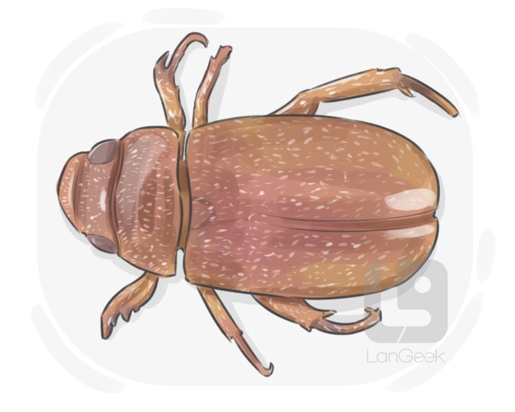 rose chafer definition and meaning