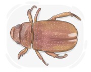 rose beetle