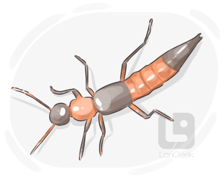 rove beetle definition and meaning