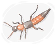 rove beetle