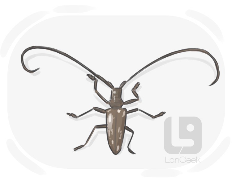 sawyer beetle definition and meaning