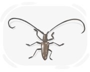 sawyer beetle