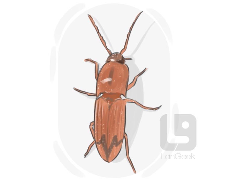 click beetle definition and meaning